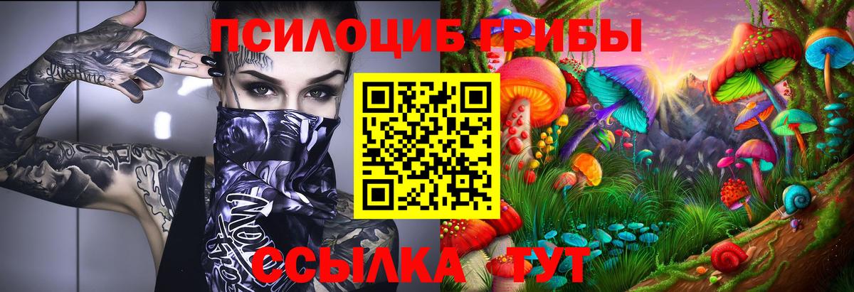 Галлюциногенные грибы Psilocybe Саяногорск